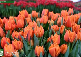 Tulipa Gaston ® (2)